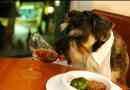 Raw régime alimentaire: des faits et des conseils sur le menu brut pour votre chien
