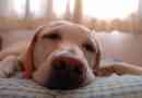 Pourquoi les chiens dorment tellement: les questions de santé et de l`environnement