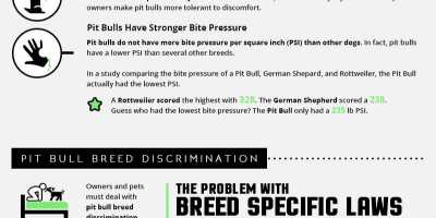 Pit bull infographique: la vérité sur les pit-bulls