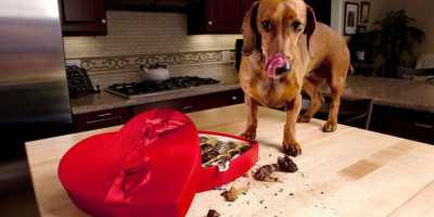 Quels sont les aliments mauvais pour les chiens: comprendre l`importance des chiens d`alimentation correctement